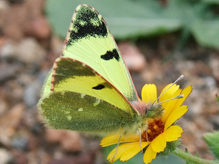 Euchloe (Elphinstonia) charlonia Green Black-Tip