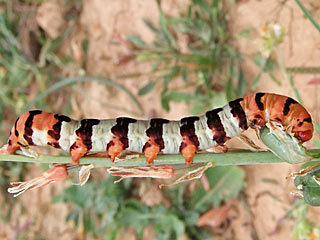 Polytela cliens  Noctuidae