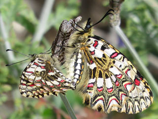 Spanischer Osterluzeifalter Zerynthia rumina Spanish Festoon