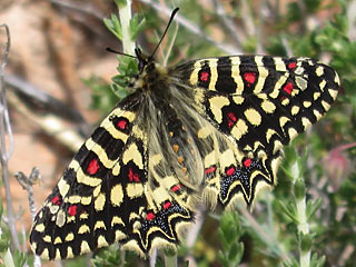 Spanischer Osterluzeifalter Zerynthia rumina Spanish Festoon