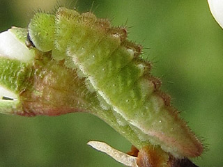 Eier Pflaumen-Zipfelfalter Satyrium pruni Black Hairstreak 