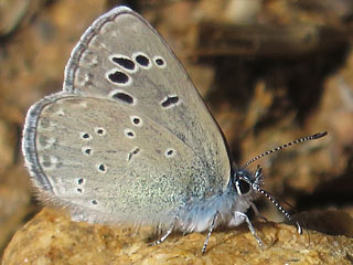 Glaucopsyche melanops  Black-eyed Blue