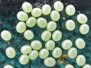  Pappelschwrmer Laothoe populi Poplar Hawk-moth