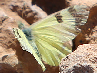 Euchloe (Elphinstonia) charlonia Green Black-Tip