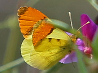 Marokkanisher  Aurorafalter  Anthocharis belia