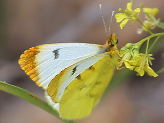 Marokkanisher  Aurorafalter  Anthocharis belia
