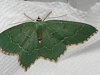 Gebsch-Grnspanner Hemithea aestivaria Common Emerald