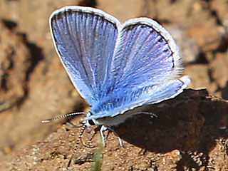 Polyommatus celina