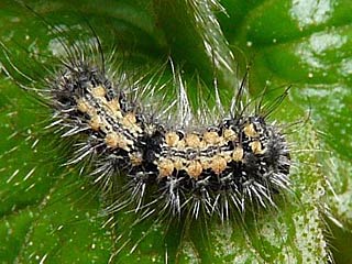 Lithosia quadra Vierpunkt-Flechtenbrchen Four-spotted Footman