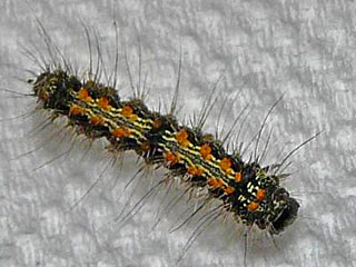 Lithosia quadra Vierpunkt-Flechtenbrchen Four-spotted Footman