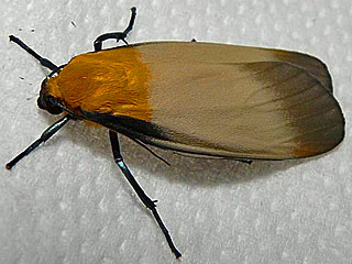 Lithosia quadra Vierpunkt-Flechtenbrchen Four-spotted Footman