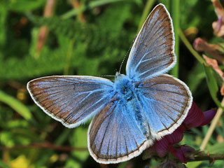 Weidolch-Bluling Polyommatus ( Agrodiaetus ) damon  Damon Blue