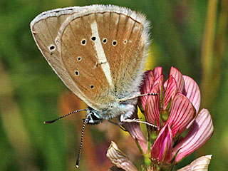 Weidolch-Bluling Polyommatus ( Agrodiaetus ) damon  Damon Blue