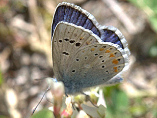 Wundklee-Bluling Polyommatus dorylas Turquoise Blue