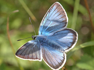 Weidolch-Bluling Polyommatus ( Agrodiaetus ) damon  Damon Blue