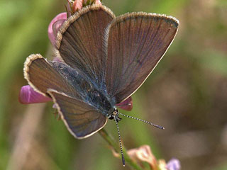 Weidolch-Bluling Polyommatus ( Agrodiaetus ) damon  Damon Blue