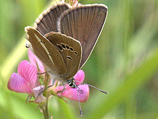 Weidolch-Bluling Polyommatus ( Agrodiaetus ) damon  Damon Blue