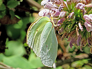 La Palma-Zitronenfalter  Gonepteryx palmae