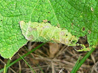 Malven-Dickkopffalter Carcharodus alceae Mallow Skipper auch C. tripolinus