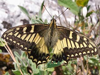 Korsischer Schwalbenschwanz   Papilio hospiton   Corsican Schwallowtail