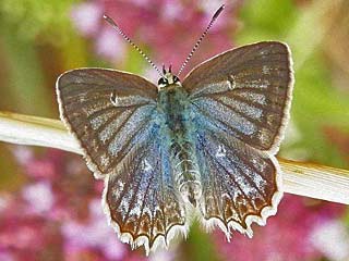 Polyommatus daphnis  Zahnflgel-Bluling Meleager's Blue