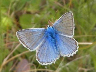 Polyommatus daphnis  Zahnflgel-Bluling Meleager's Blue