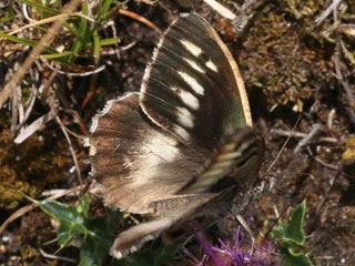 Charaxes jasius  Berghexe  The Hermit