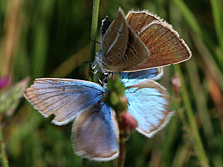 Weidolch-Bluling Polyommatus ( Agrodiaetus ) damon  Damon Blue