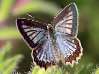 Polyommatus daphnis  Zahnflgel-Bluling Meleager's Blue