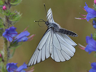 Baumweiling Aporia crataegi Black-veined White