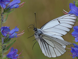 Baumweiling Aporia crataegi Black-veined White