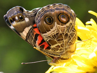 Amerikanischer Distelfalter Vanessa virginiensis American Painted Lady
