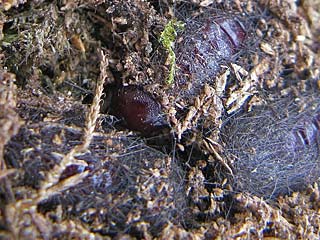 Diaphora sodida  Alpen-Flechtenbär  Shabby Muslin