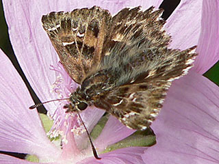 Malven-Dickkopffalter Carcharodus alceae Mallow Skipper auch C. tripolinus