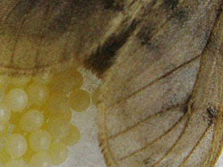 Diaphora sodida  Alpen-Flechtenbär  Shabby Muslin