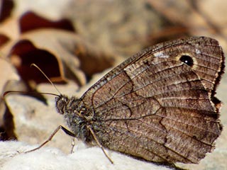 Hipparchia fatua  Freyer's Grayling