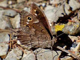 Hipparchia fatua  Freyer's Grayling