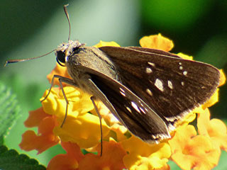 Peliponidas thrax  Millet Skipper