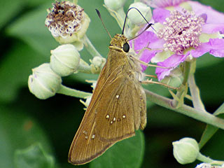 Peliponidas thrax  Millet Skipper