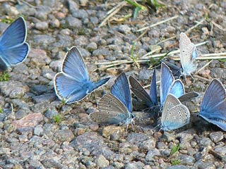 Polyommatus amandus  Vogelwicken-Blulings  Amanda's Blue
