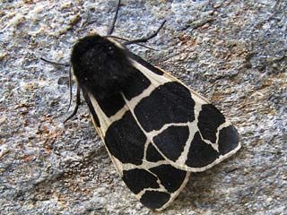 Arctia flavia Engadiner Br