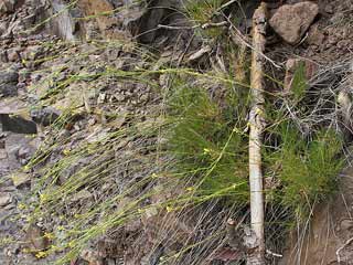 Euchloe grancanariensis