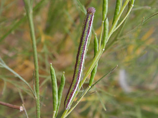 Euchloe grancanariensis