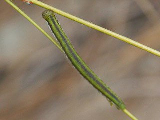 Euchloe grancanariensis