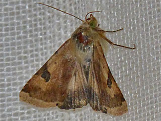 Heliothis peltigera Bordered Straw