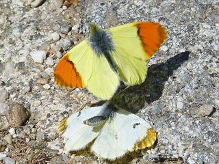 Marokkanisher  Aurorafalter  Anthocharis belia