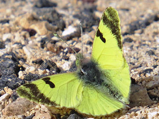 Euchloe (Elphinstonia) charlonia Green Black-Tip