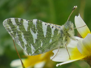 Euchloe hesperidum