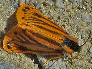 Gelber Alpen-Flechten Setina aurita  Setina irrorella Trockenrasen-Flechtenbrchen Steinflechtenbr  Dew Moth