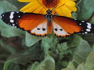 Afrikanischer Monarch  Danaus chrysippus  Plain Tiger